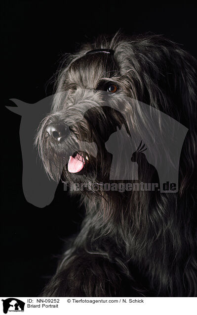 Briard Portrait / Briard Portrait / NN-09252