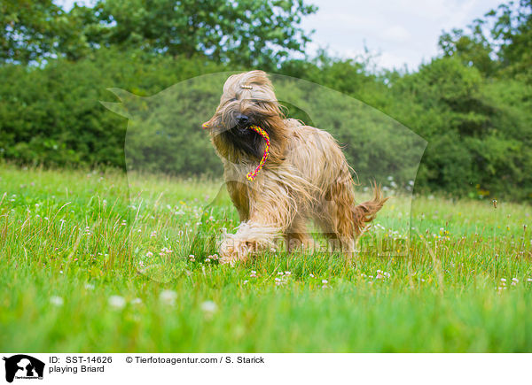spielender Briard / playing Briard / SST-14626