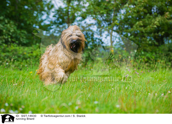 running Briard / SST-14630