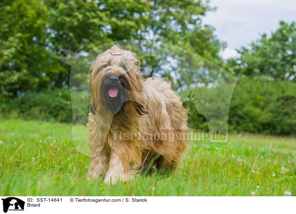 Briard / Briard / SST-14641