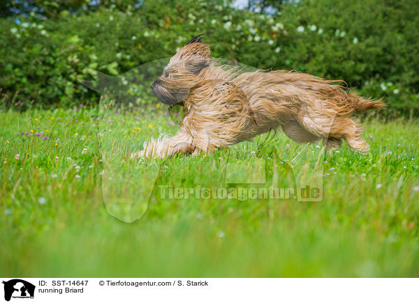 rennender Briard / running Briard / SST-14647