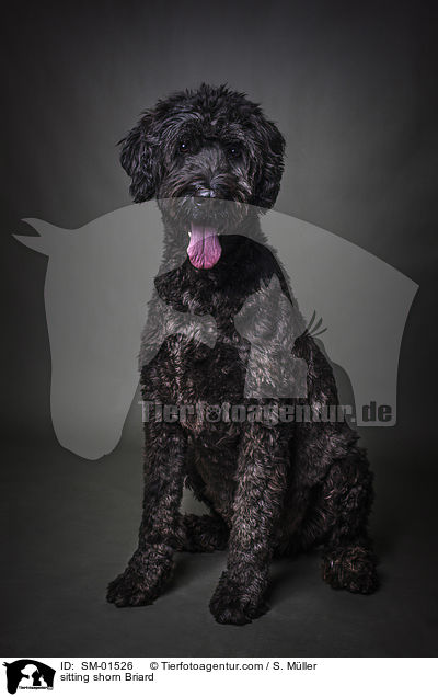 sitzender geschorener Briard / sitting shorn Briard / SM-01526