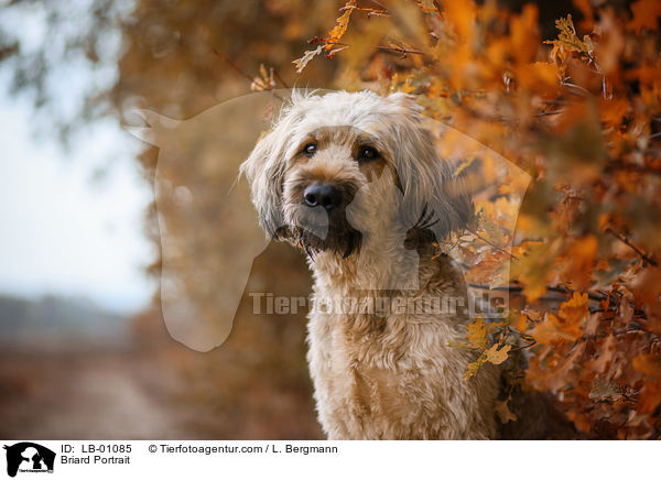 Briard Portrait / Briard Portrait / LB-01085