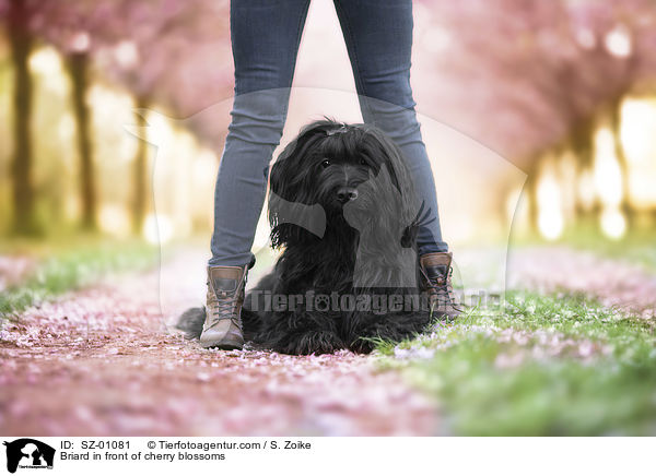 Briard vor Kirschbl�ten / Briard in front of cherry blossoms / SZ-01081