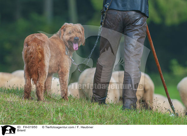 Briard / Briard / FH-01950