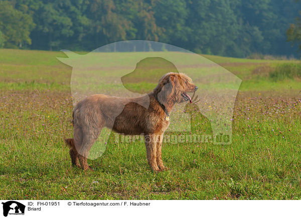 Briard / Briard / FH-01951