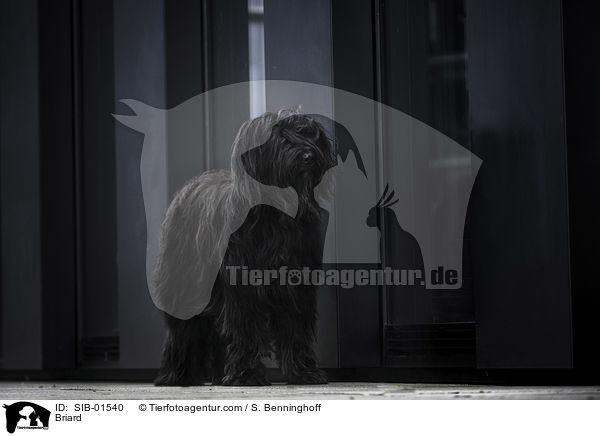 Briard / Briard / SIB-01540