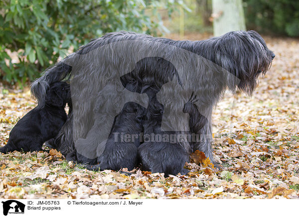 Briard Welpen / Briard puppies / JM-05763