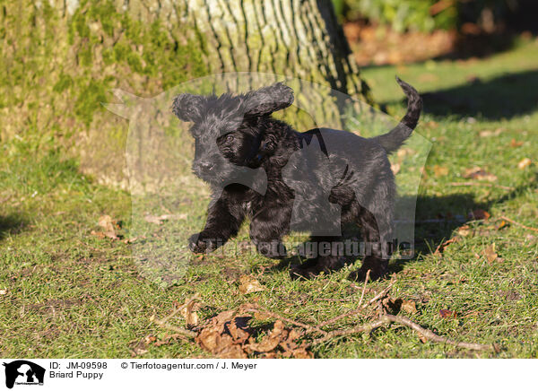 Briard Puppy / JM-09598