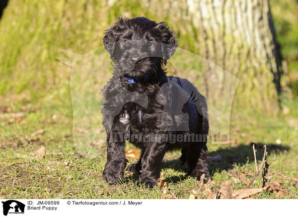 Briard Welpe / Briard Puppy / JM-09599
