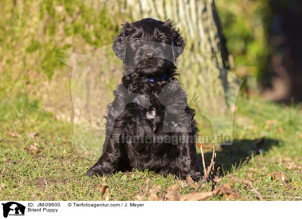 Briard Puppy / JM-09600