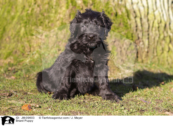 Briard Welpe / Briard Puppy / JM-09603