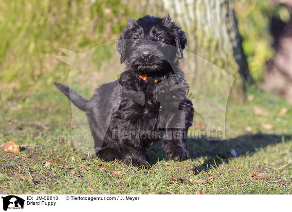 Briard Welpe / Briard Puppy / JM-09613