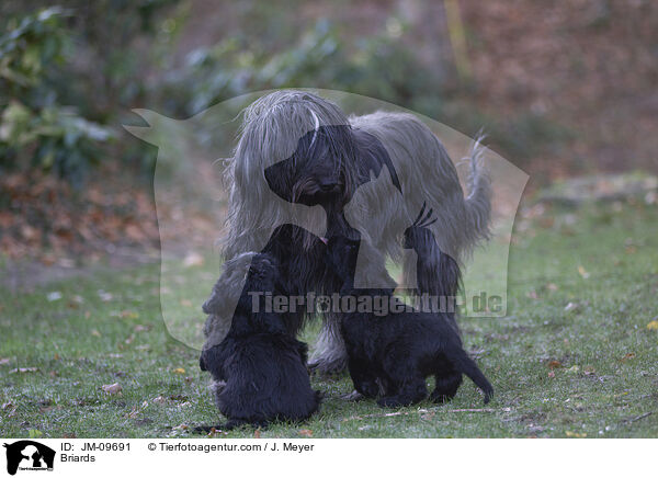 Briards / Briards / JM-09691