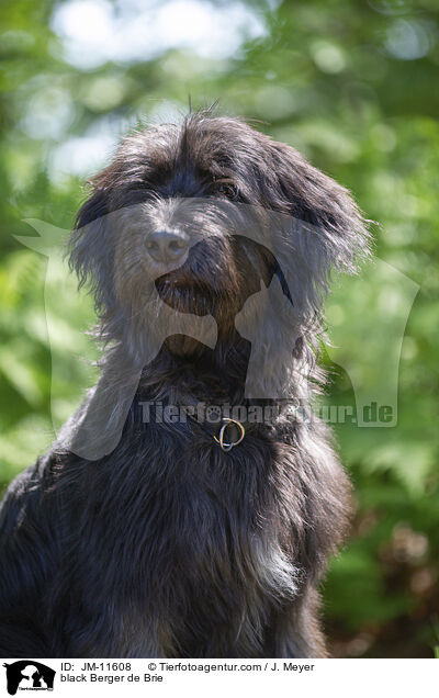 schwarzer Briard / black Berger de Brie / JM-11608