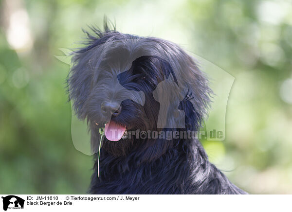 schwarzer Briard / black Berger de Brie / JM-11610