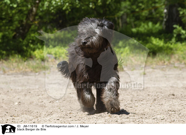 schwarzer Briard / black Berger de Brie / JM-11619