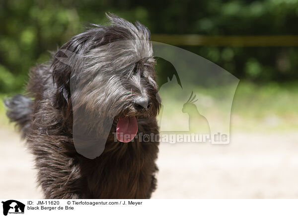 schwarzer Briard / black Berger de Brie / JM-11620