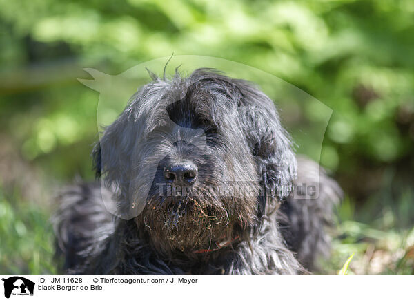 black Berger de Brie / JM-11628
