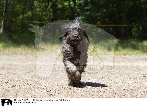 schwarzer Briard / black Berger de Brie / JM-11629