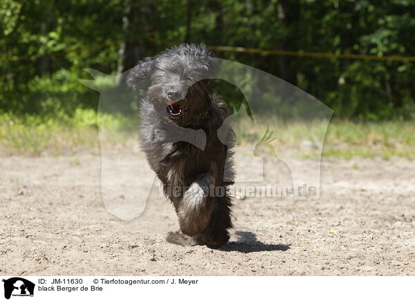 schwarzer Briard / black Berger de Brie / JM-11630