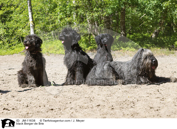 schwarze Briards / black Berger de Brie / JM-11638
