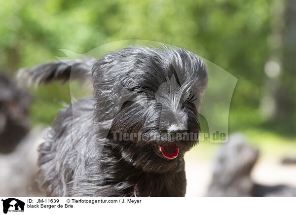 schwarzer Briard / black Berger de Brie / JM-11639
