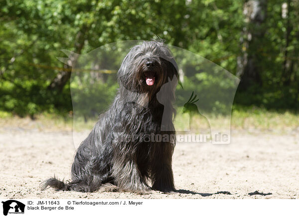 schwarzer Briard / black Berger de Brie / JM-11643