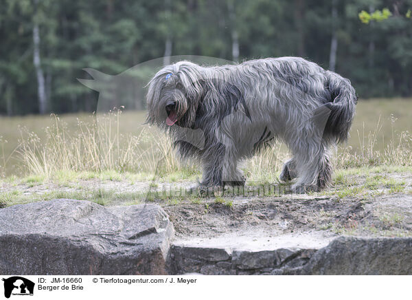 Briard / Berger de Brie / JM-16660