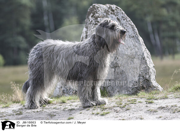 Briard / Berger de Brie / JM-16663
