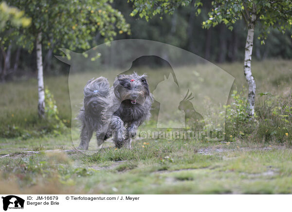 Briard / Berger de Brie / JM-16679