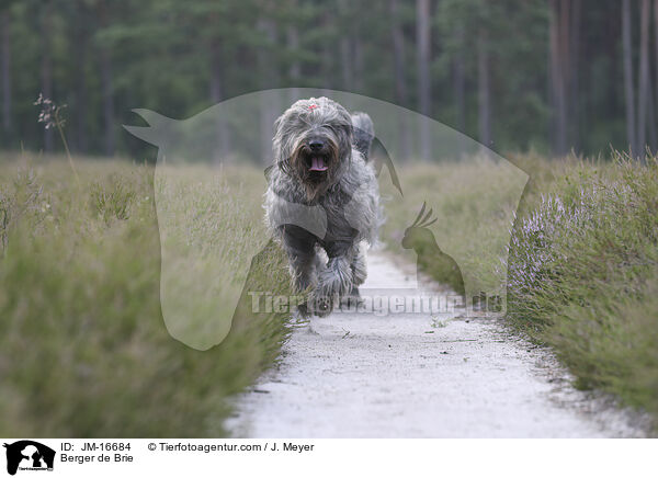 Briard / Berger de Brie / JM-16684