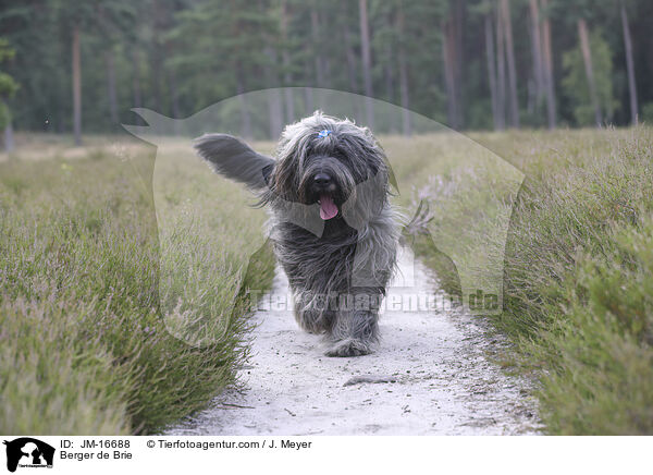 Briard / Berger de Brie / JM-16688