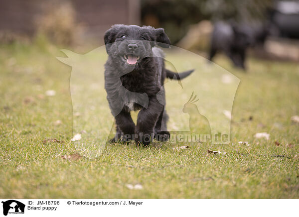 Briard puppy / JM-18796