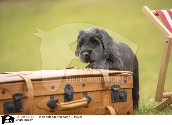 Briard puppy / JM-18798