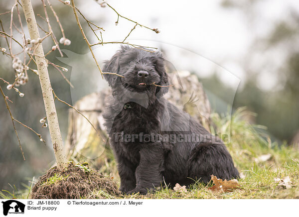 Briard Welpe / Briard puppy / JM-18800