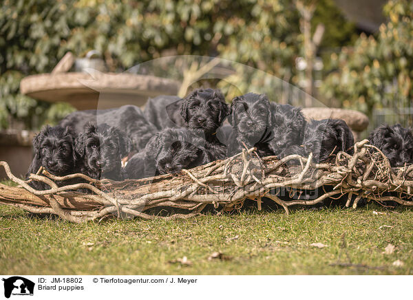Briard puppies / JM-18802