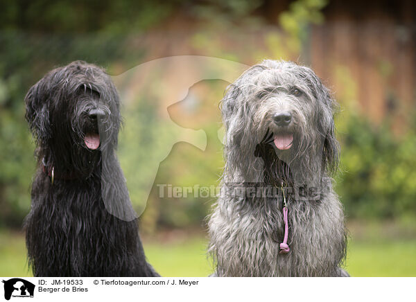 Briards / Berger de Bries / JM-19533