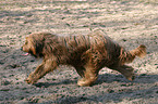 walking briard