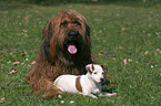 Briard and Jack Russell Terrier