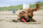 Briard by the ocean