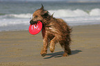 Briard by the ocean