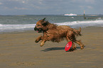 Briard by the ocean