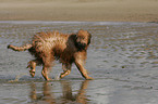 Briard by the ocean