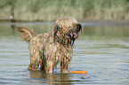 bathing Berger de Brie