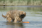 bathing Berger de Brie