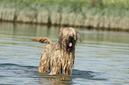 bathing Berger de Brie