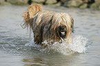 bathing Berger de Brie