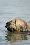 bathing Berger de Brie