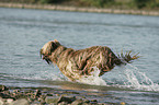 running Berger de Brie